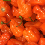 papryka habanero