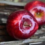 jabłka czerwone import