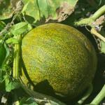 melon galia