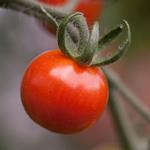 Pomidor cherry truskawkowe